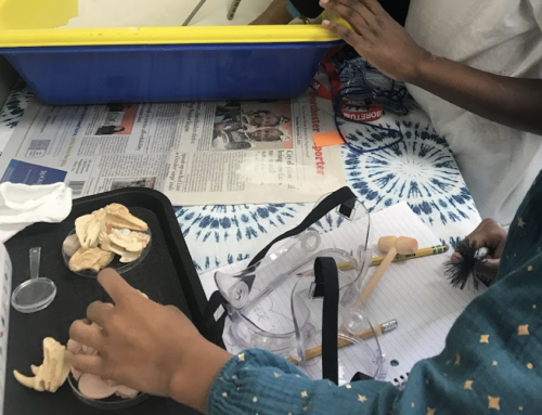 Digging into Paleontology: A Hands-On Fossil Exploration